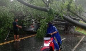 pohon tumbang gadang